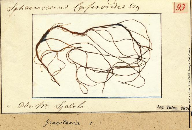 Gracilaria gracilis 93.jpg